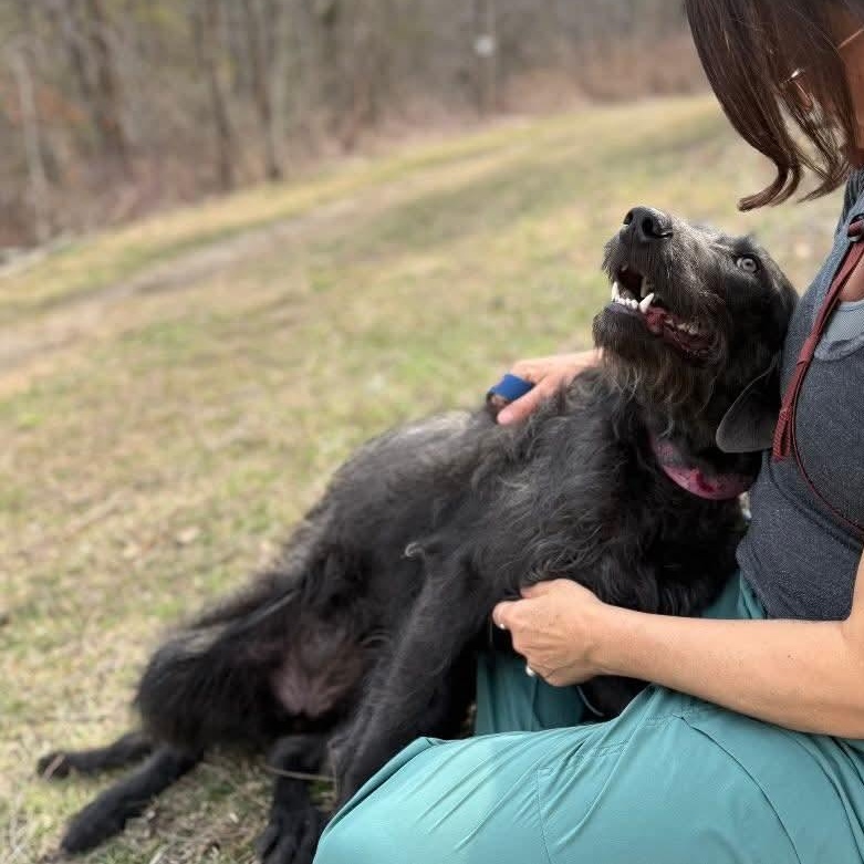 Enlarge Dakota, an adopted mixed breed in Mount Bethel, PA image 4/6