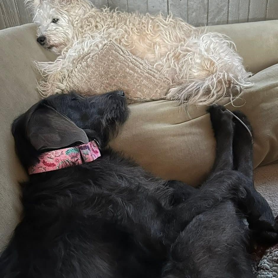 Enlarge Dakota, an adopted mixed breed in Mount Bethel, PA image 6/6