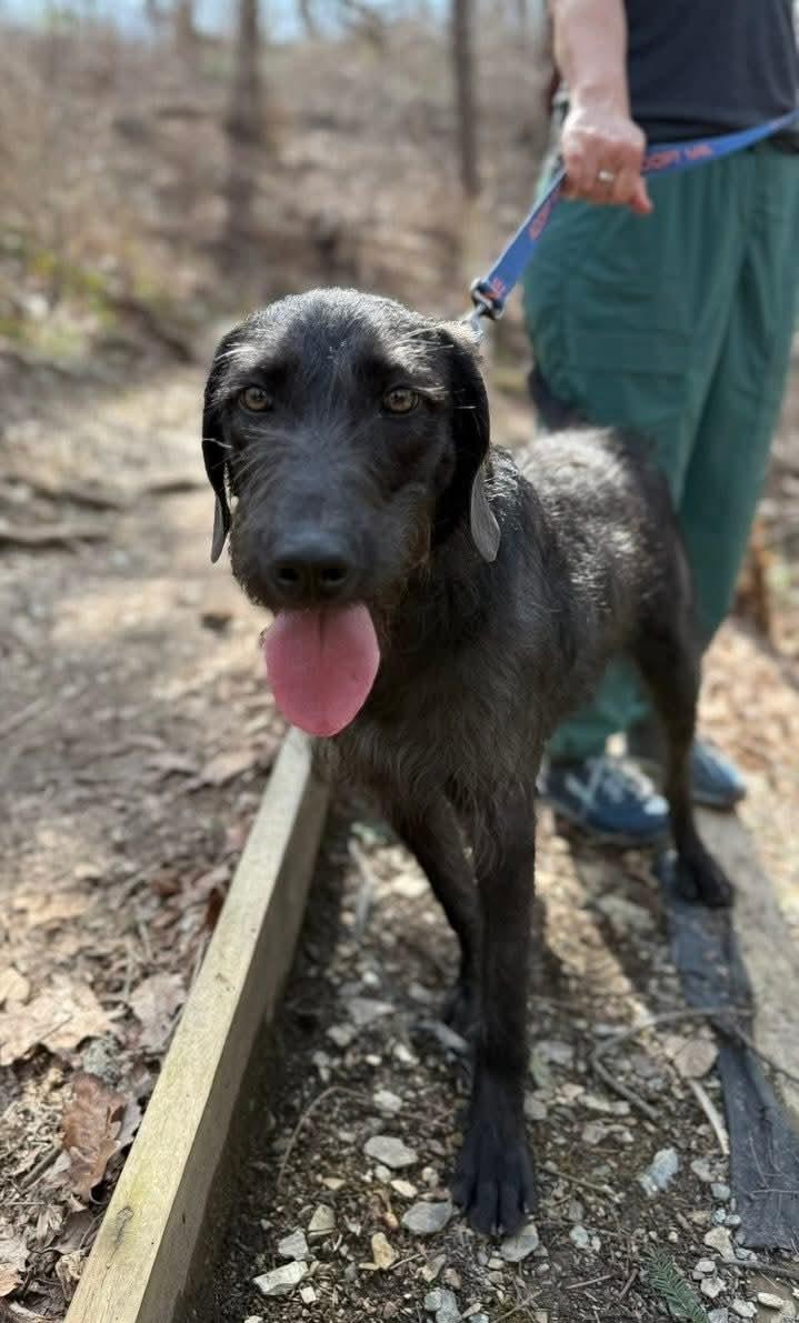 Enlarge Dakota, an adopted mixed breed in Mount Bethel, PA image 5/6