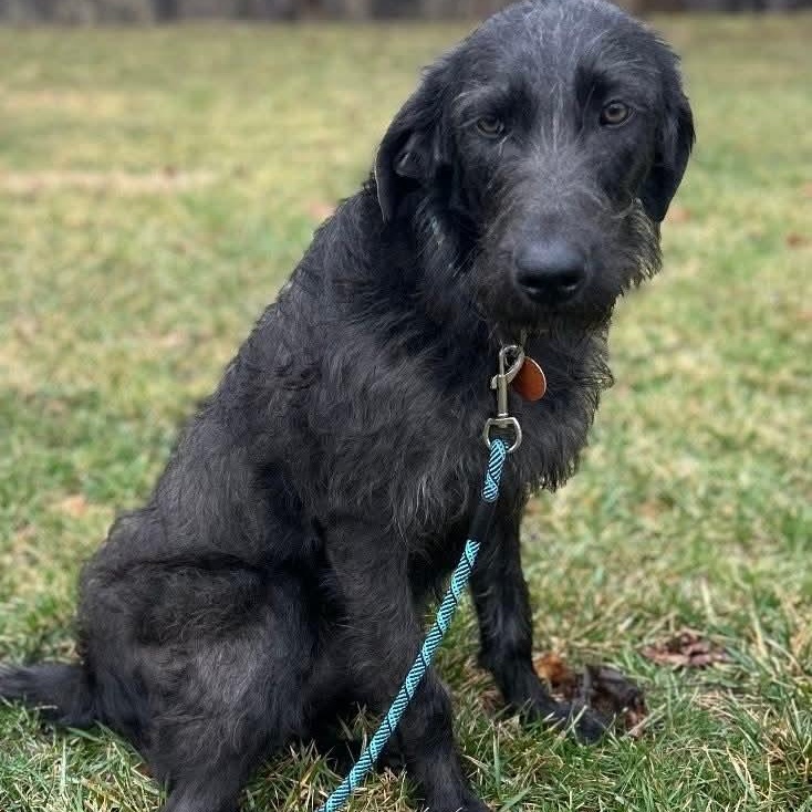 Enlarge Dakota, an adopted mixed breed in Mount Bethel, PA image 2/6