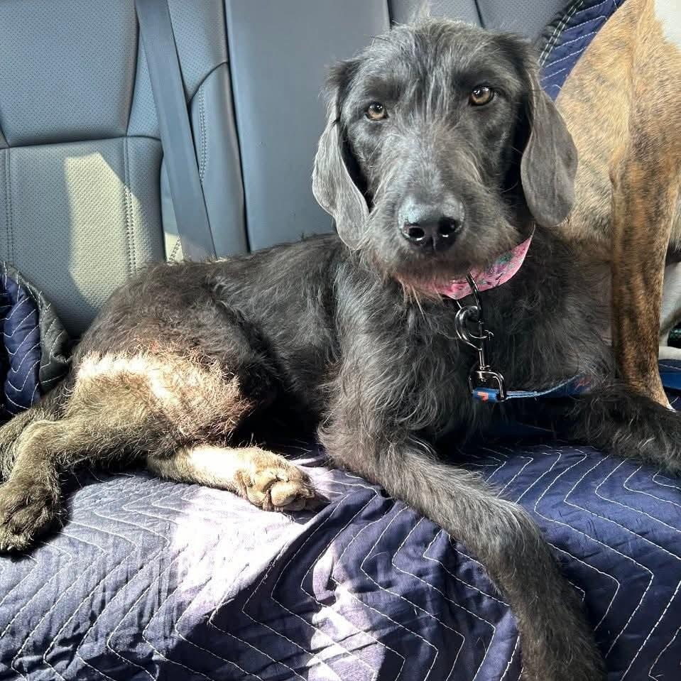 Dakota, ADOPTABLE, Young Female Weimaraner & Labradoodle.