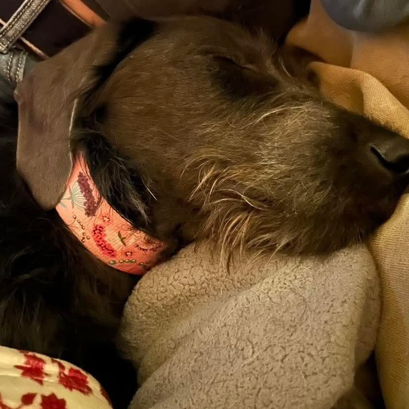 Enlarge Dakota, an adopted mixed breed in Mount Bethel, PA image 3/6