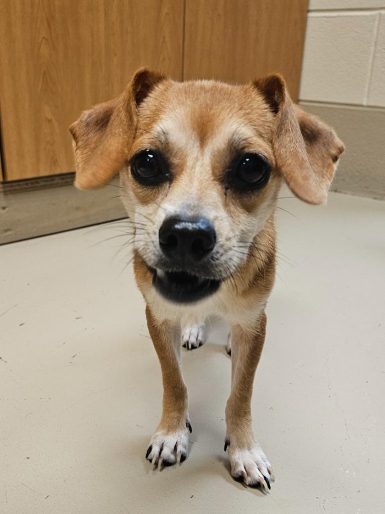 Enlarge Muffler, a Adoptable mixed breed in Johnson City, TN image 1/2