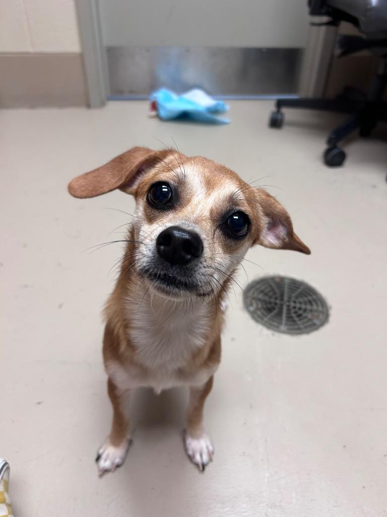 Enlarge Muffler, a Adoptable mixed breed in Johnson City, TN image 2/2
