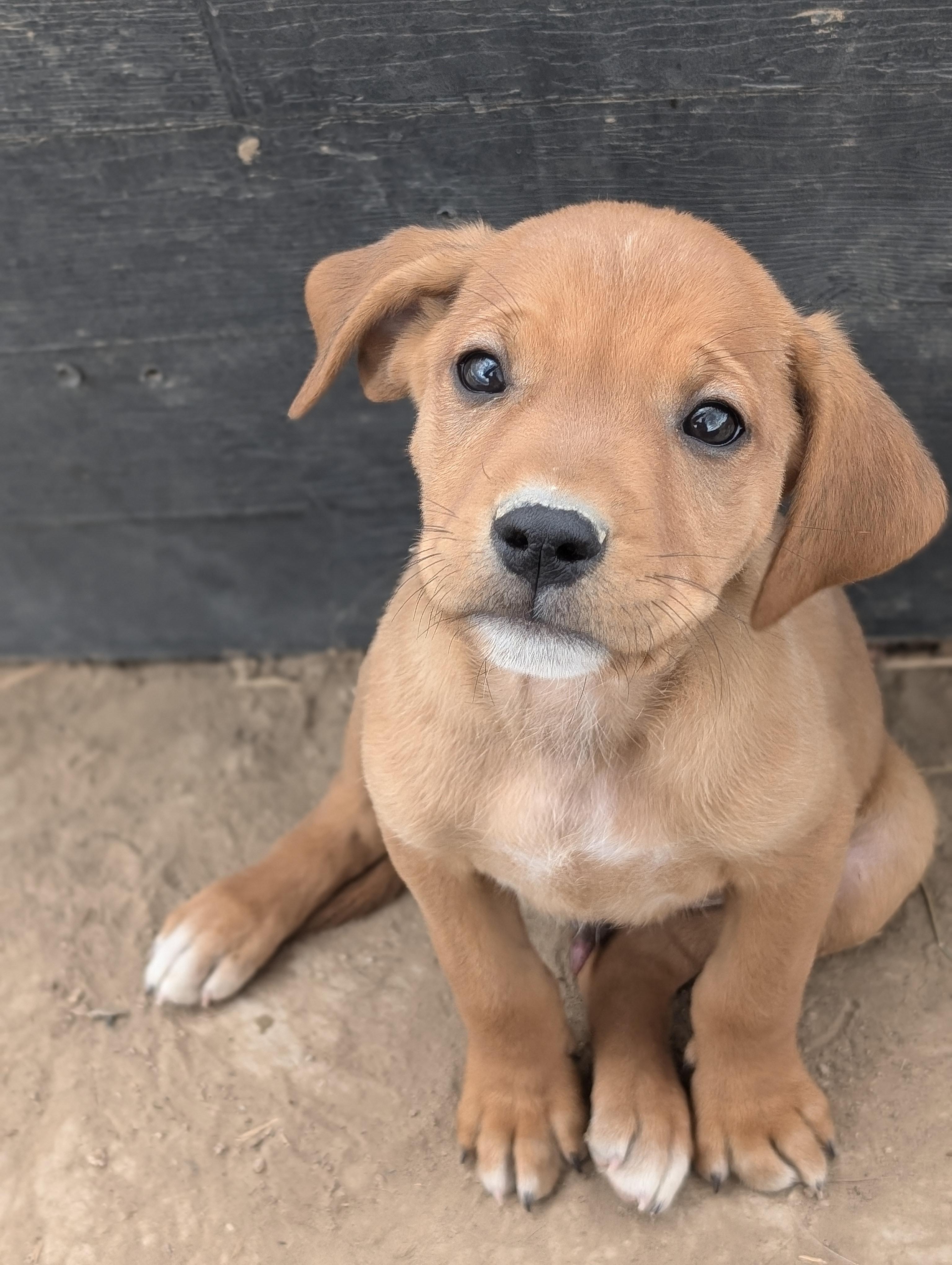 Puppy 3, Adoptable, Puppy Male Golden Retriever.