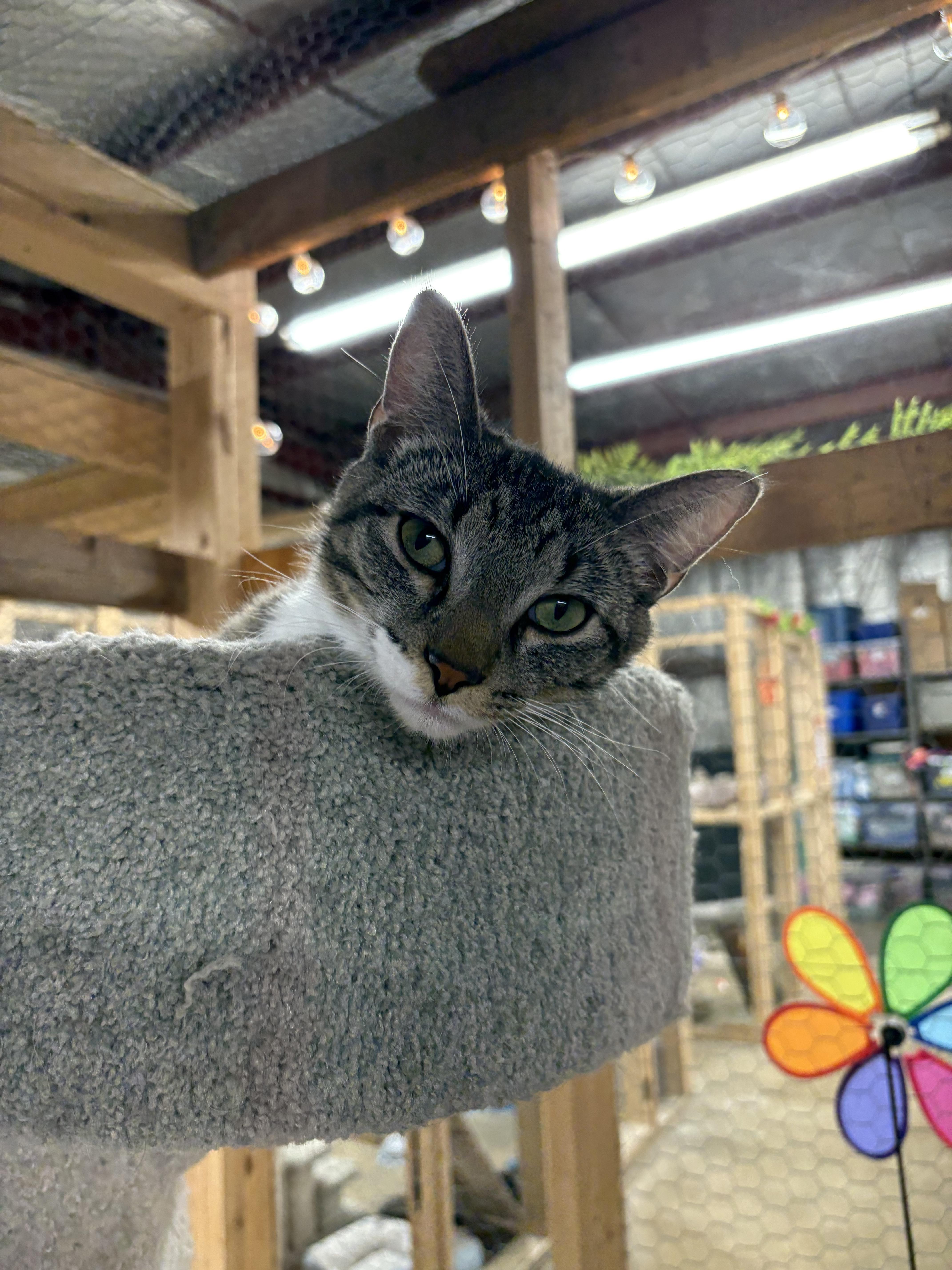 Robin, an adoptable Domestic Short Hair in Faribault, MN, 55021 | Photo Image 2