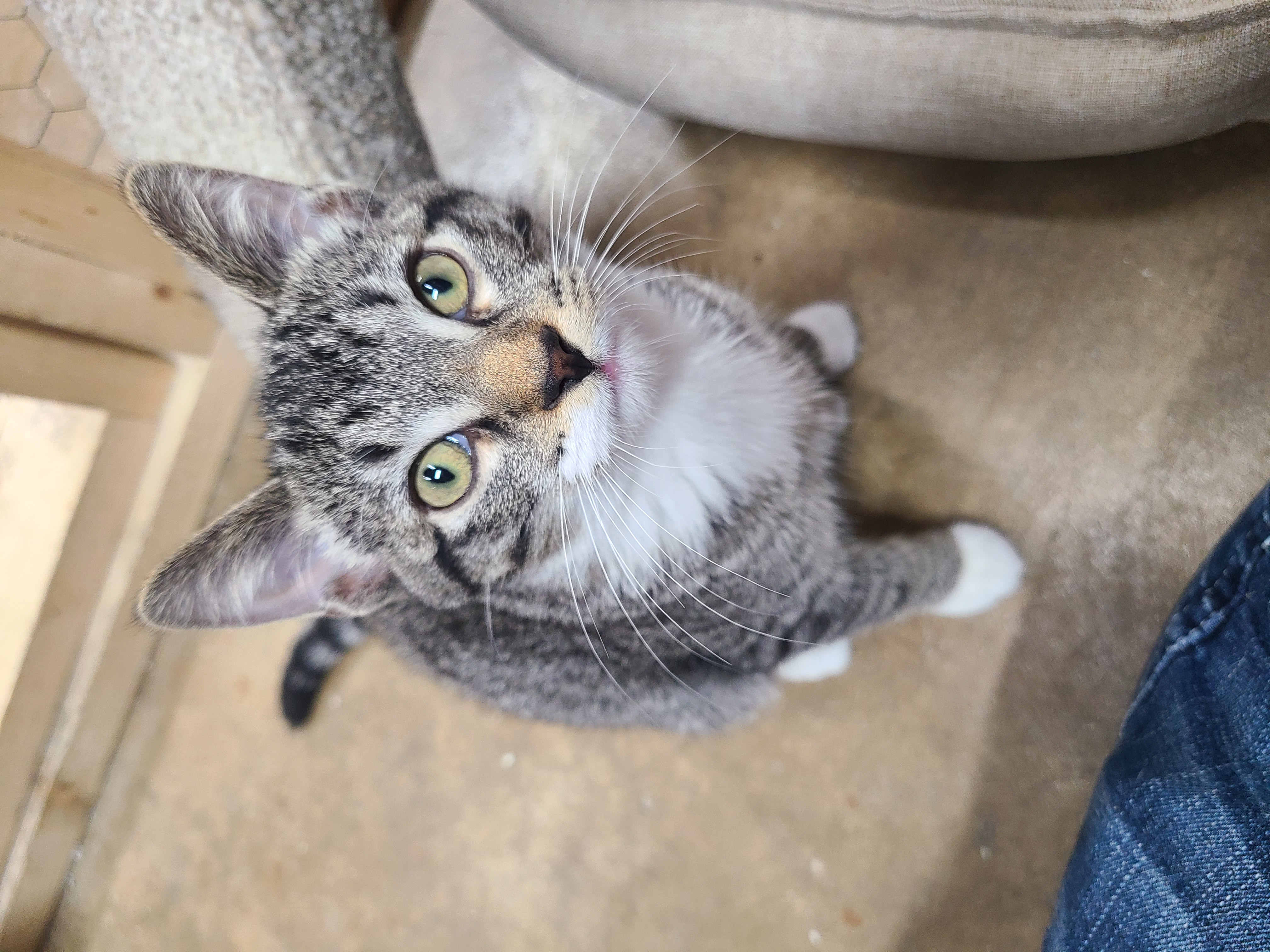 Robin, an adoptable Domestic Short Hair in Faribault, MN, 55021 | Photo Image 1