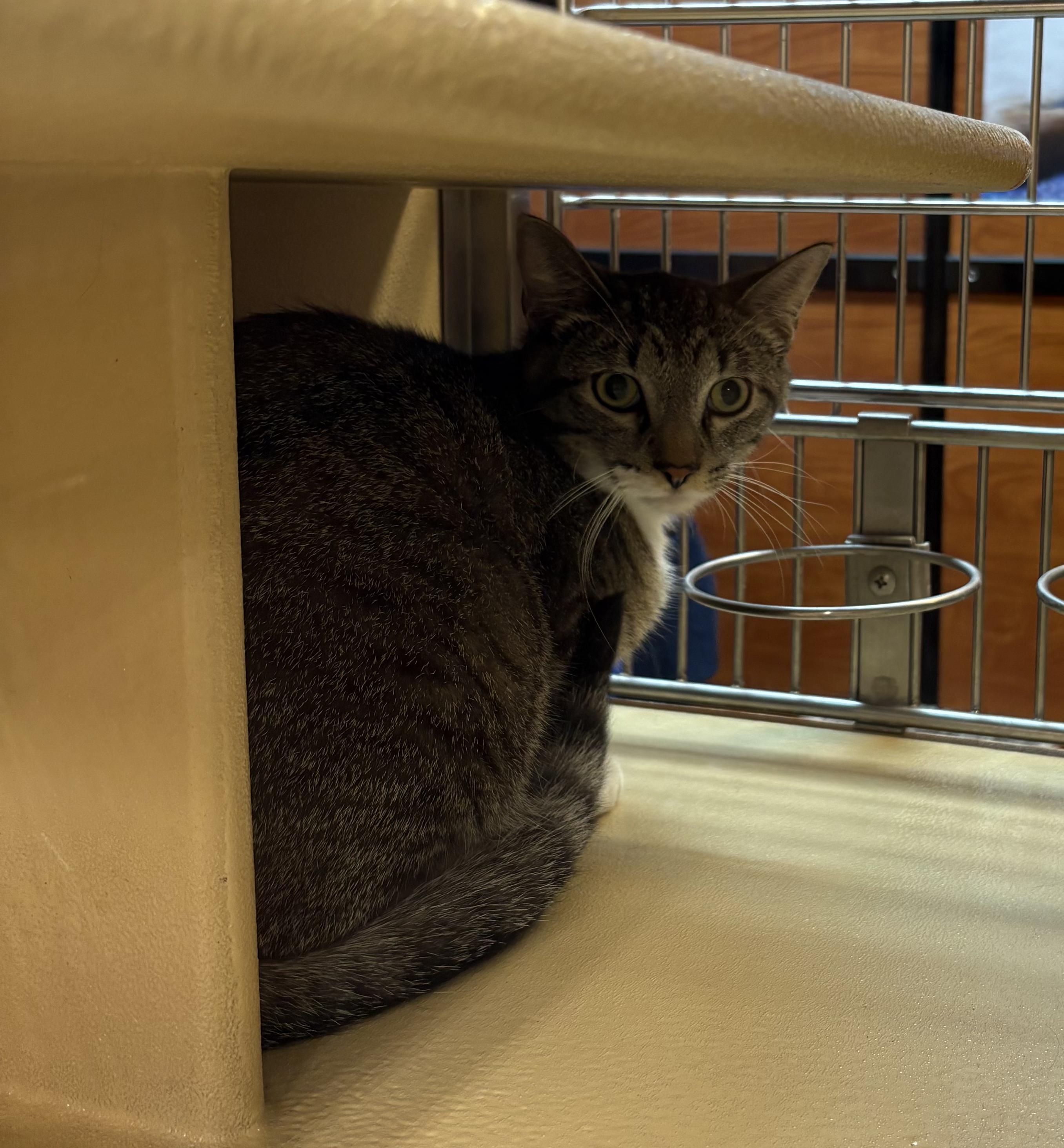 Robin, an adoptable Domestic Short Hair in Faribault, MN, 55021 | Photo Image 3