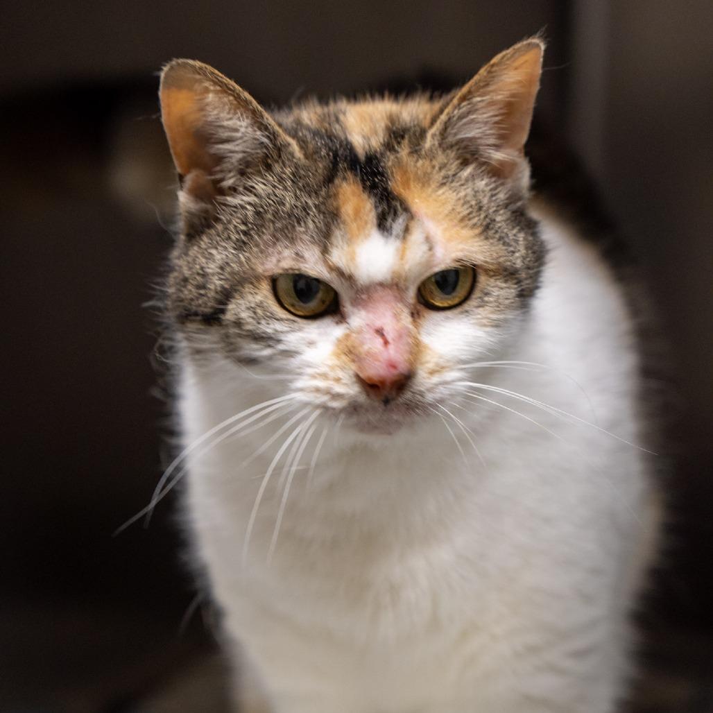 Anna, Adoptable, Adult Female Domestic Medium Hair.