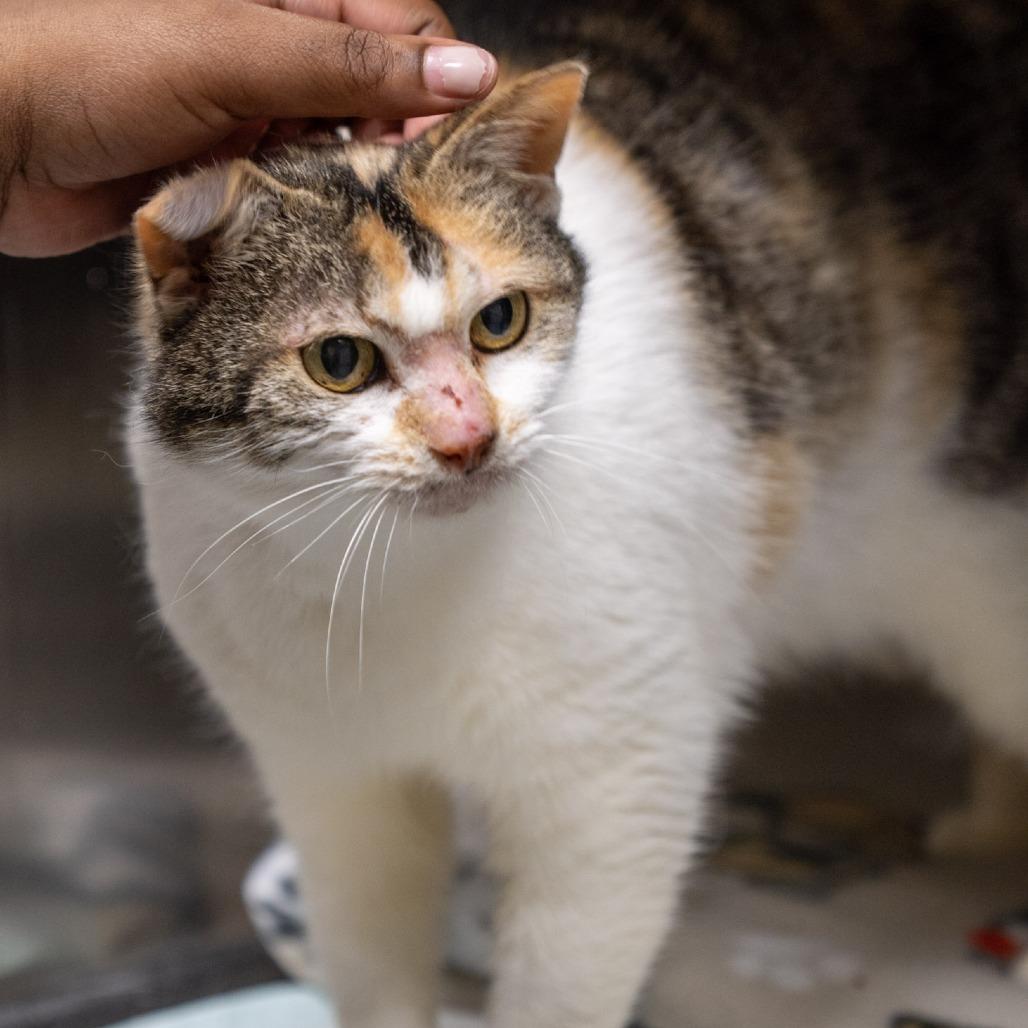 Enlarge Anna, a Adoptable Domestic Medium Hair in Elizabeth City, NC image 2/6