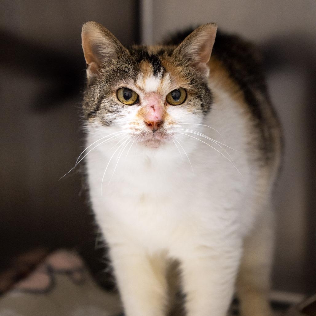 Enlarge Anna, a Adoptable Domestic Medium Hair in Elizabeth City, NC image 3/6