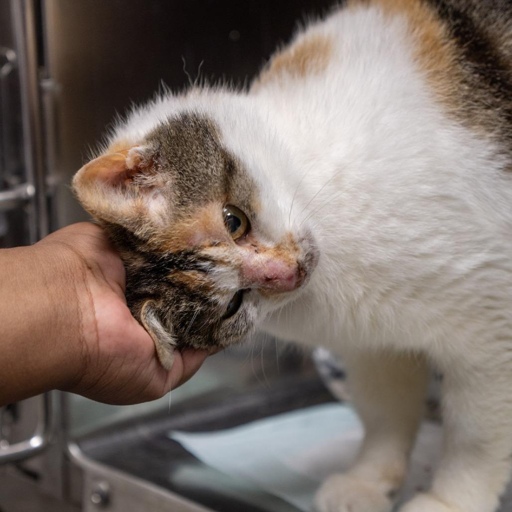Enlarge Anna, a Adoptable Domestic Medium Hair in Elizabeth City, NC image 4/6