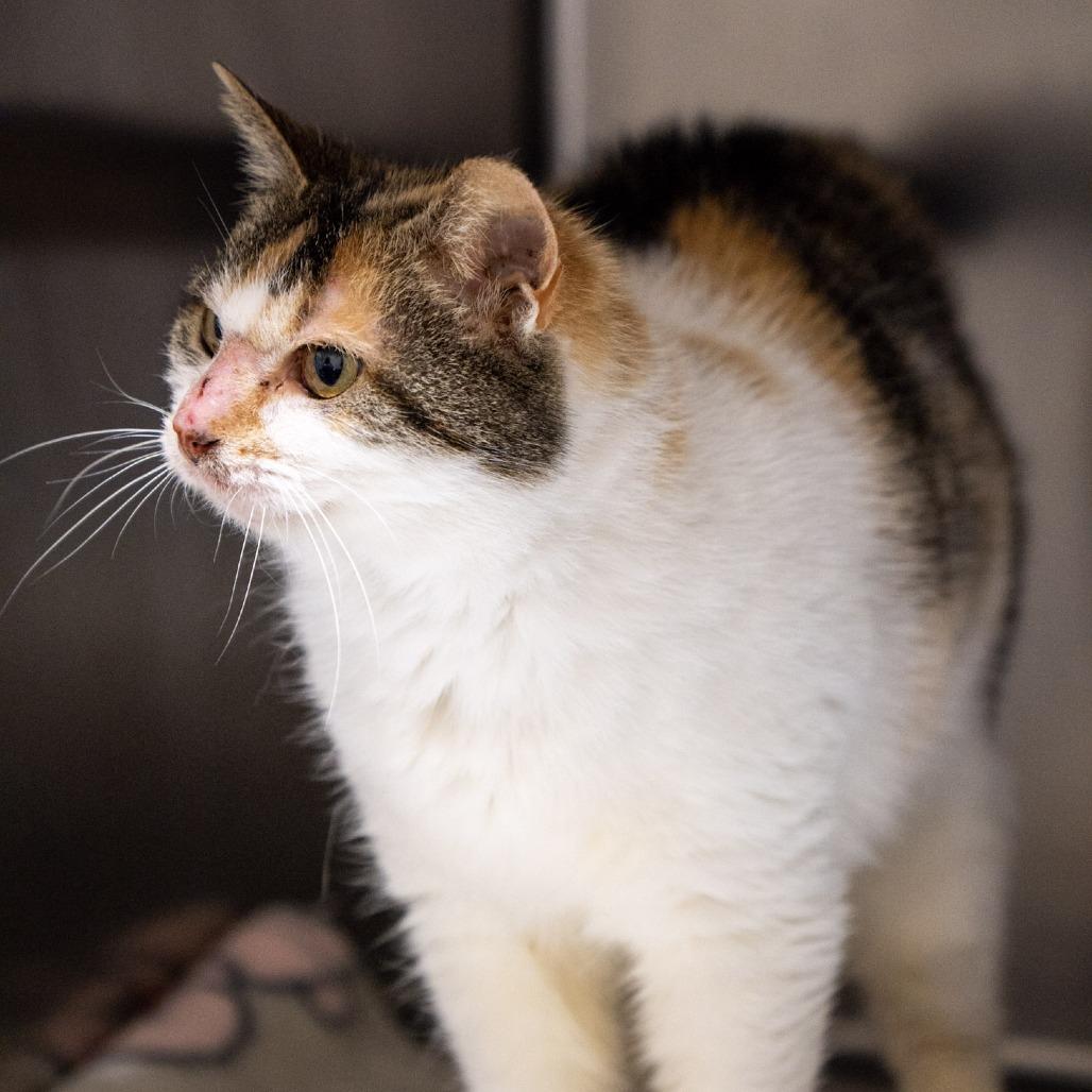 Enlarge Anna, a Adoptable Domestic Medium Hair in Elizabeth City, NC image 5/6