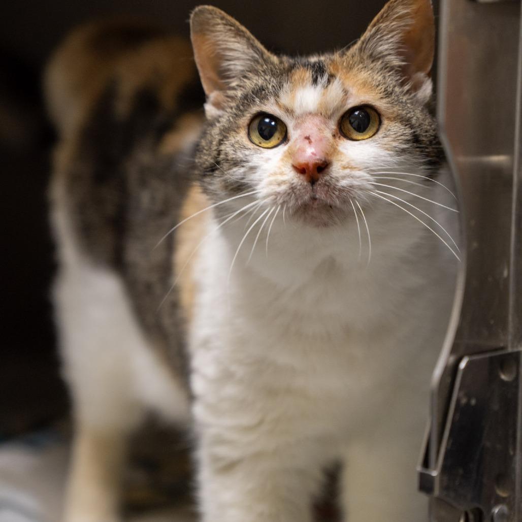 Enlarge Anna, a Adoptable Domestic Medium Hair in Elizabeth City, NC image 6/6