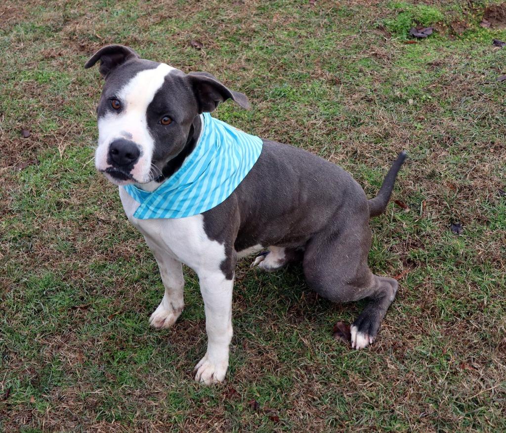 Jasper, Adoptable, Adult Male Mixed Breed.