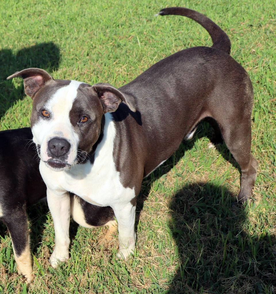 Enlarge Jasper, a Adoptable Mixed Breed in Jonesboro, AR image 2/4