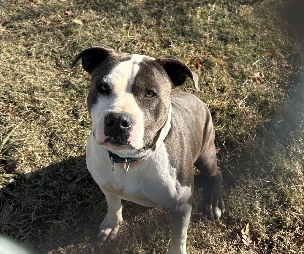 Enlarge Jasper, a Adoptable Mixed Breed in Jonesboro, AR image 1/1