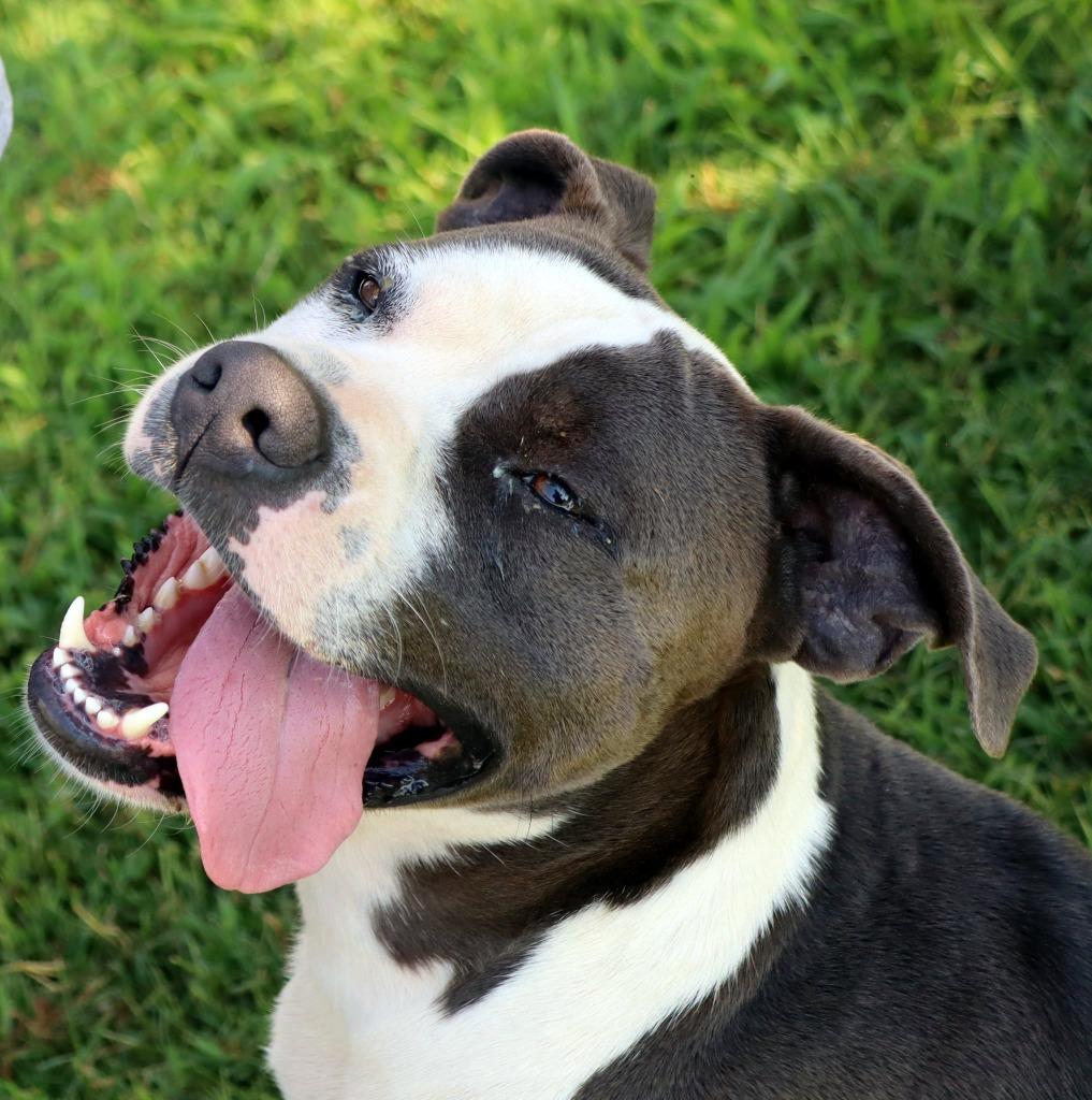 Enlarge Jasper, a Adoptable Mixed Breed in Jonesboro, AR image 4/4