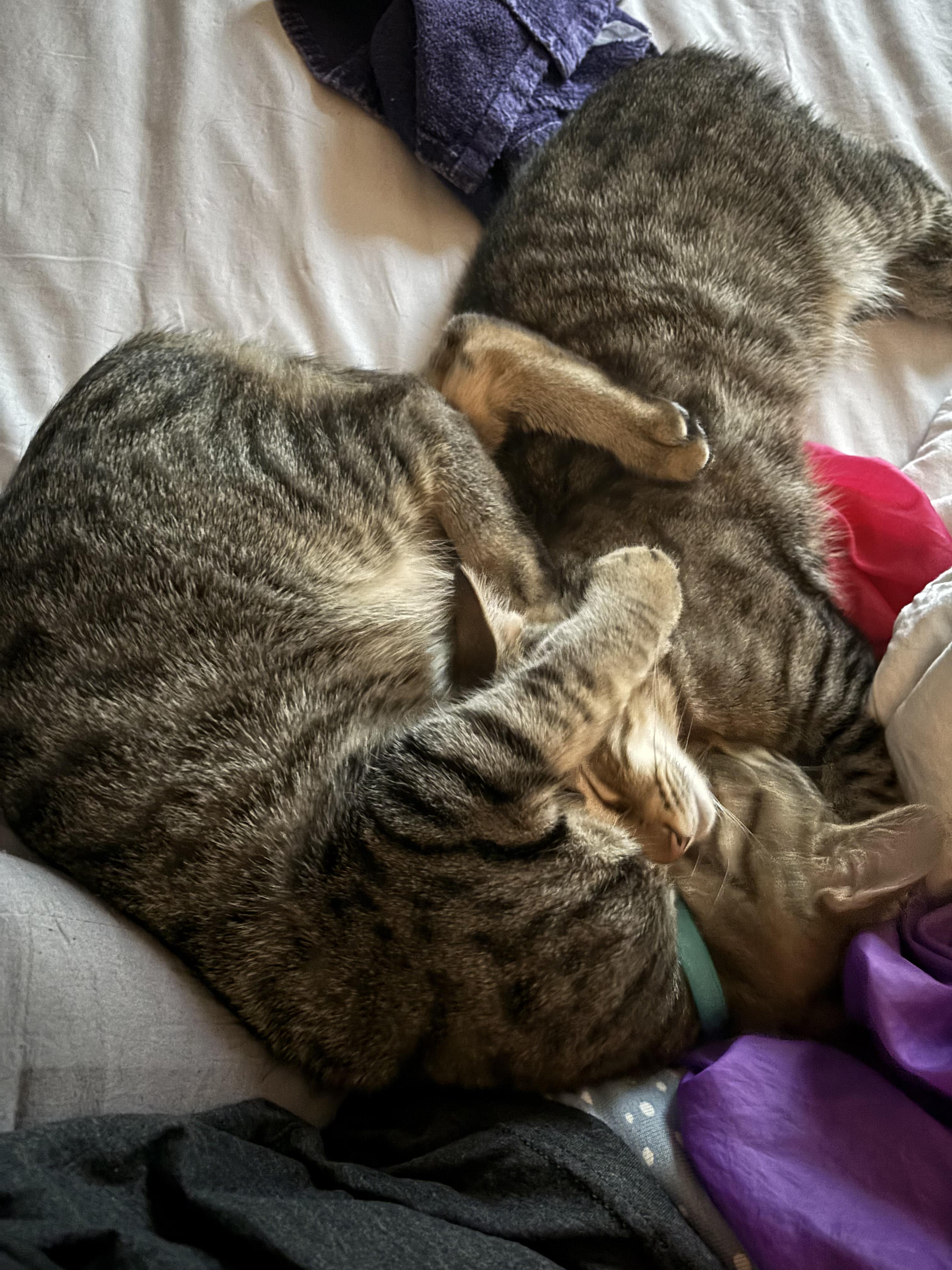 Hansel and Gretel, Adoptable, Young Male American Shorthair.