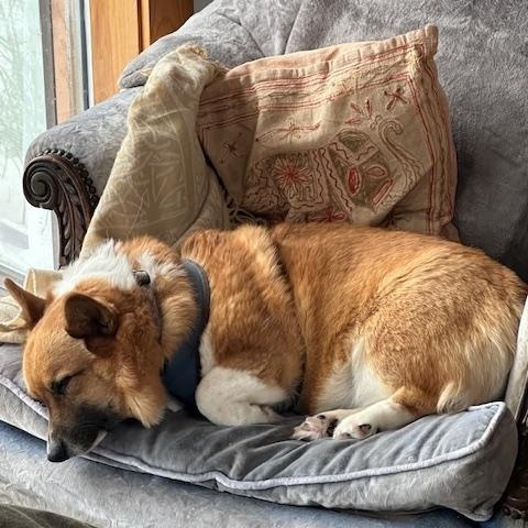 Enlarge Dragon, a hold Pembroke Welsh Corgi in Danville, VT image 1/2