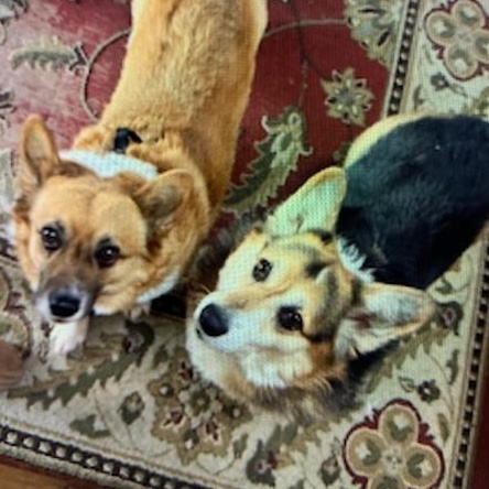 Enlarge Dragon, a hold Pembroke Welsh Corgi in Danville, VT image 2/2