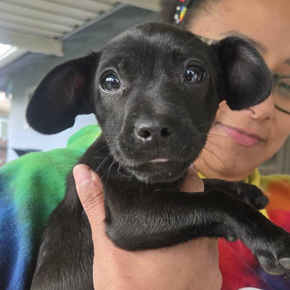 Little Debbies, a Adoptable mixed breed in Concord, CA image 2/2