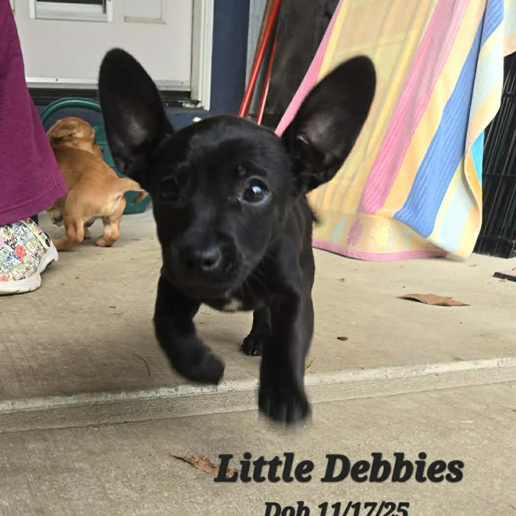 Little Debbies, a Adoptable mixed breed in Concord, CA image 1/2