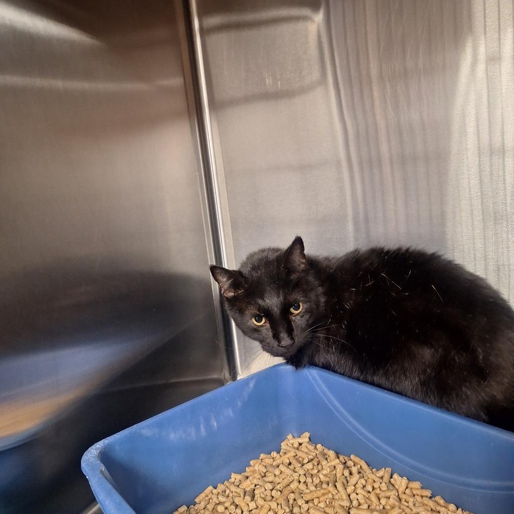 Enlarge Lollypop, a Adoptable mixed breed in Gautier, MS image 2/2