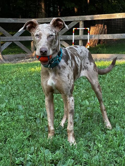 Enlarge Lark - NY, a Adoptable mixed breed image 2/6