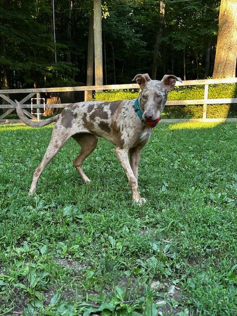 Enlarge Lark - NY, a Adoptable mixed breed image 3/6