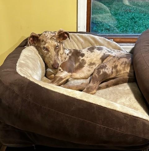 Enlarge Lark - NY, a Adoptable mixed breed in Blooming Grove, NY image 4/6