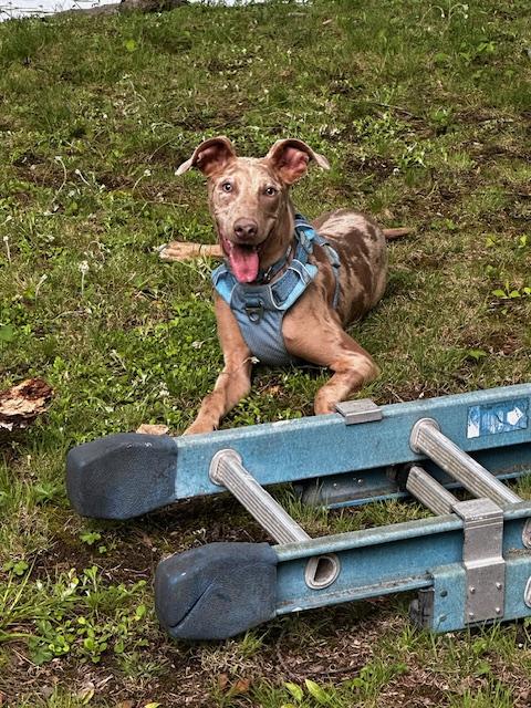 Enlarge Lark - NY, a Adoptable mixed breed image 5/6