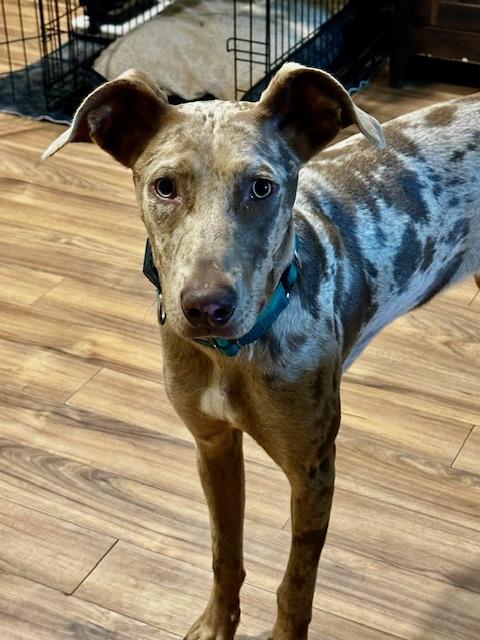 Lark - NY, Adoptable, Young Female Catahoula Leopard Dog.