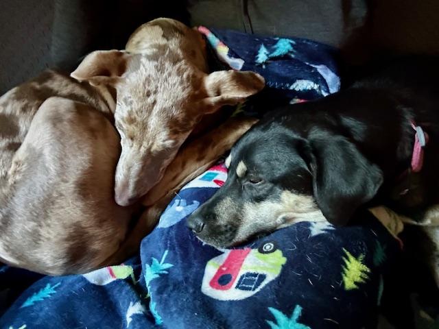 Enlarge Lark - NY, a Adoptable mixed breed image 6/6