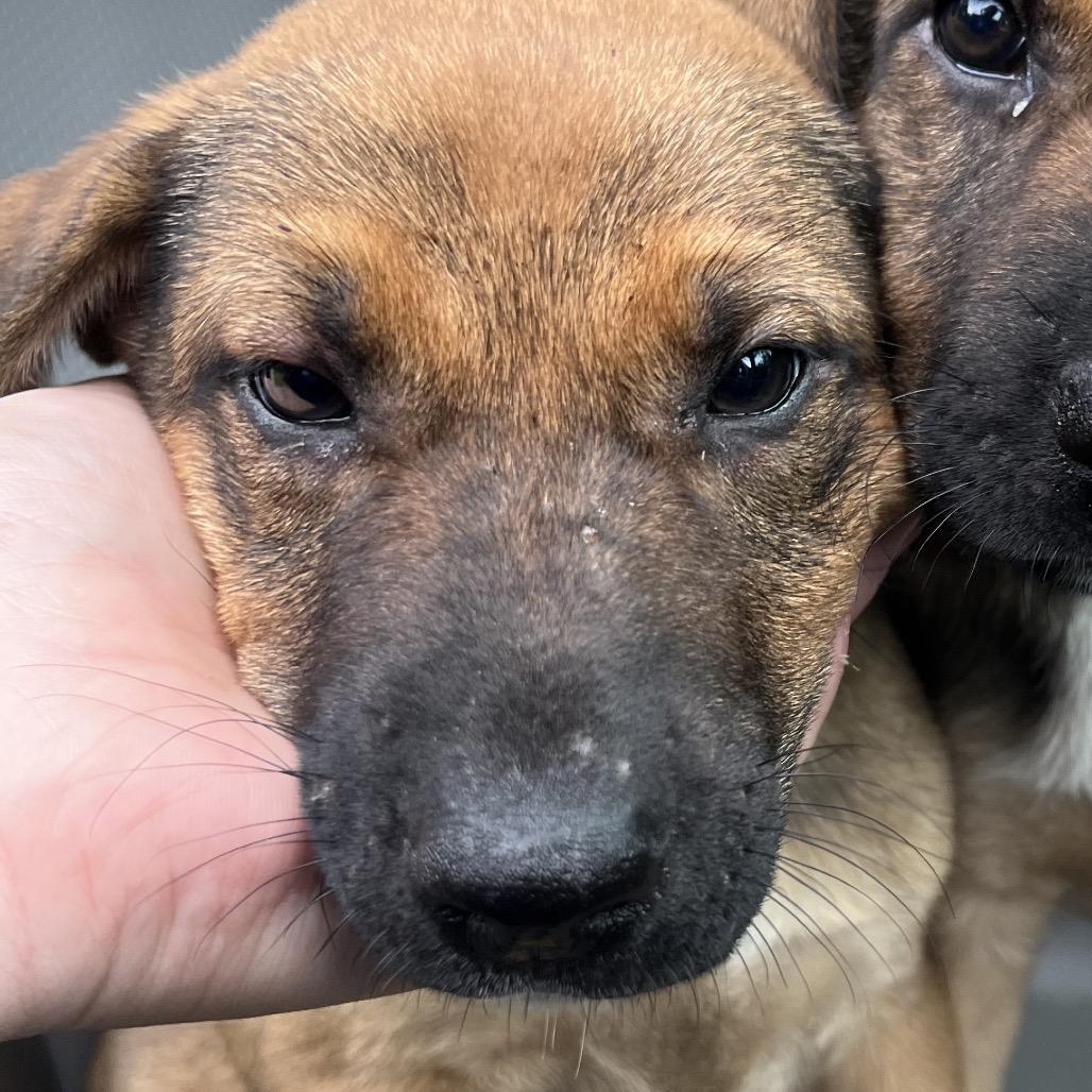 Jolene, Adoptable, Puppy Female German Shepherd Dog & Mixed Breed.