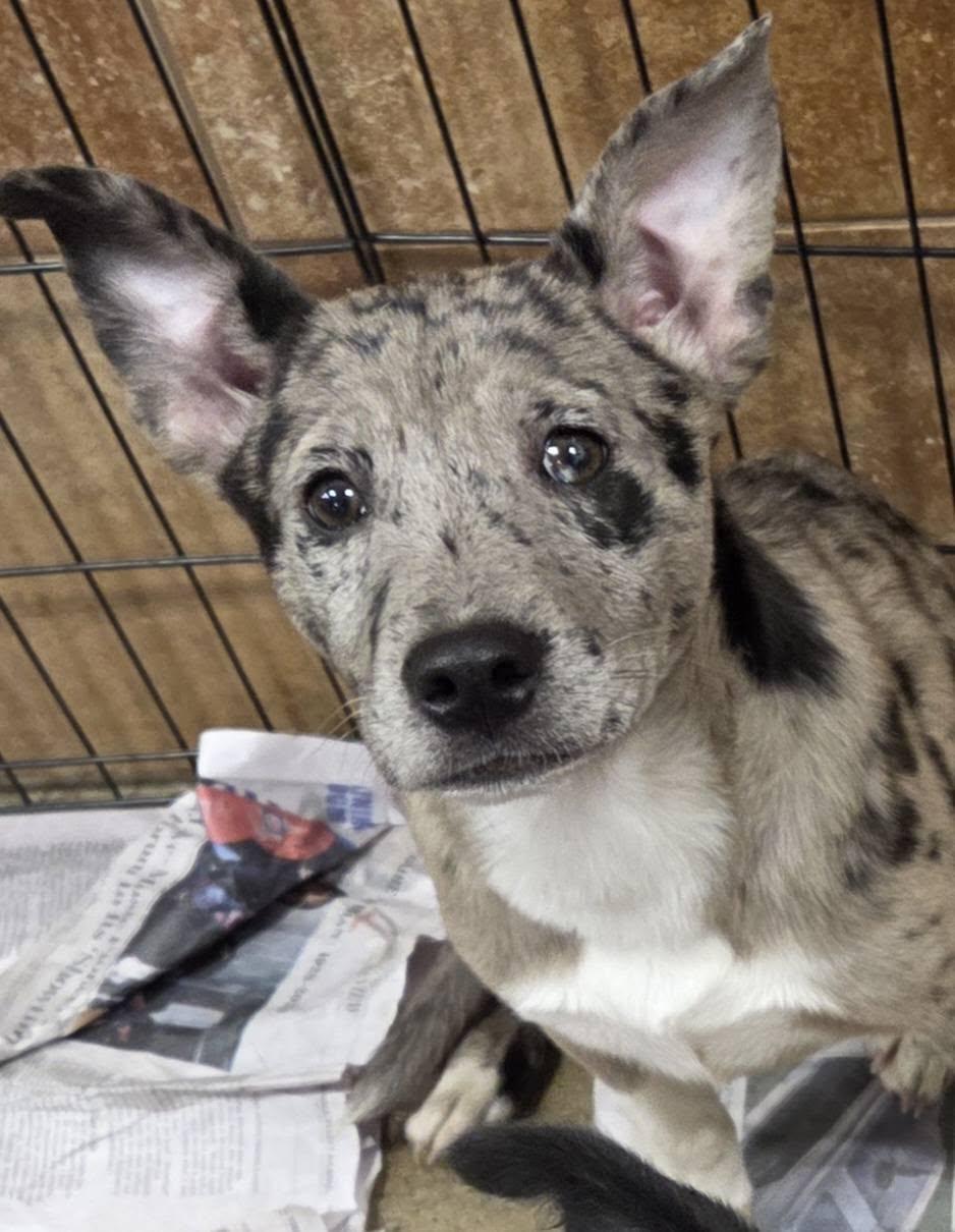 Alexa, ADOPTABLE, Puppy Female Catahoula Leopard Dog & Australian Cattle Dog / Blue Heeler.