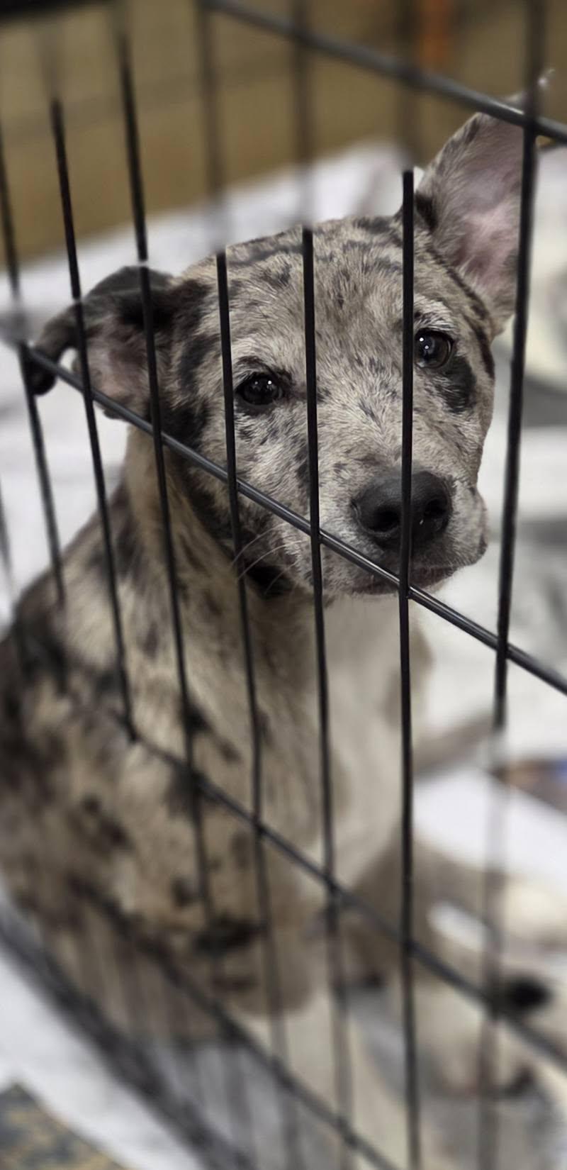 Enlarge Alexa, a ADOPTABLE mixed breed in Hillsdale, NY image 2/2