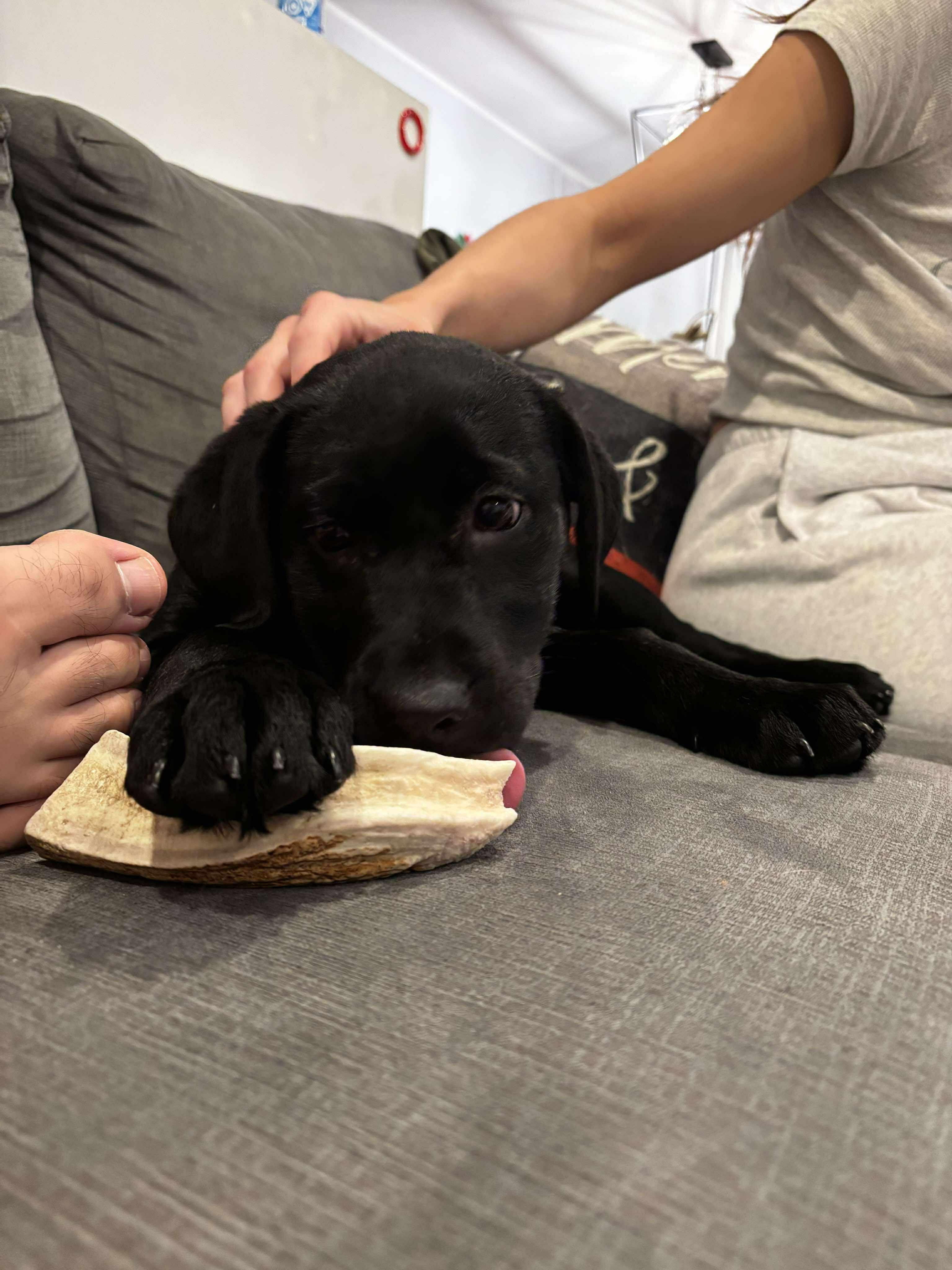 Enlarge Cinder, an adopted mixed breed in Winnipeg, MB image 3/6