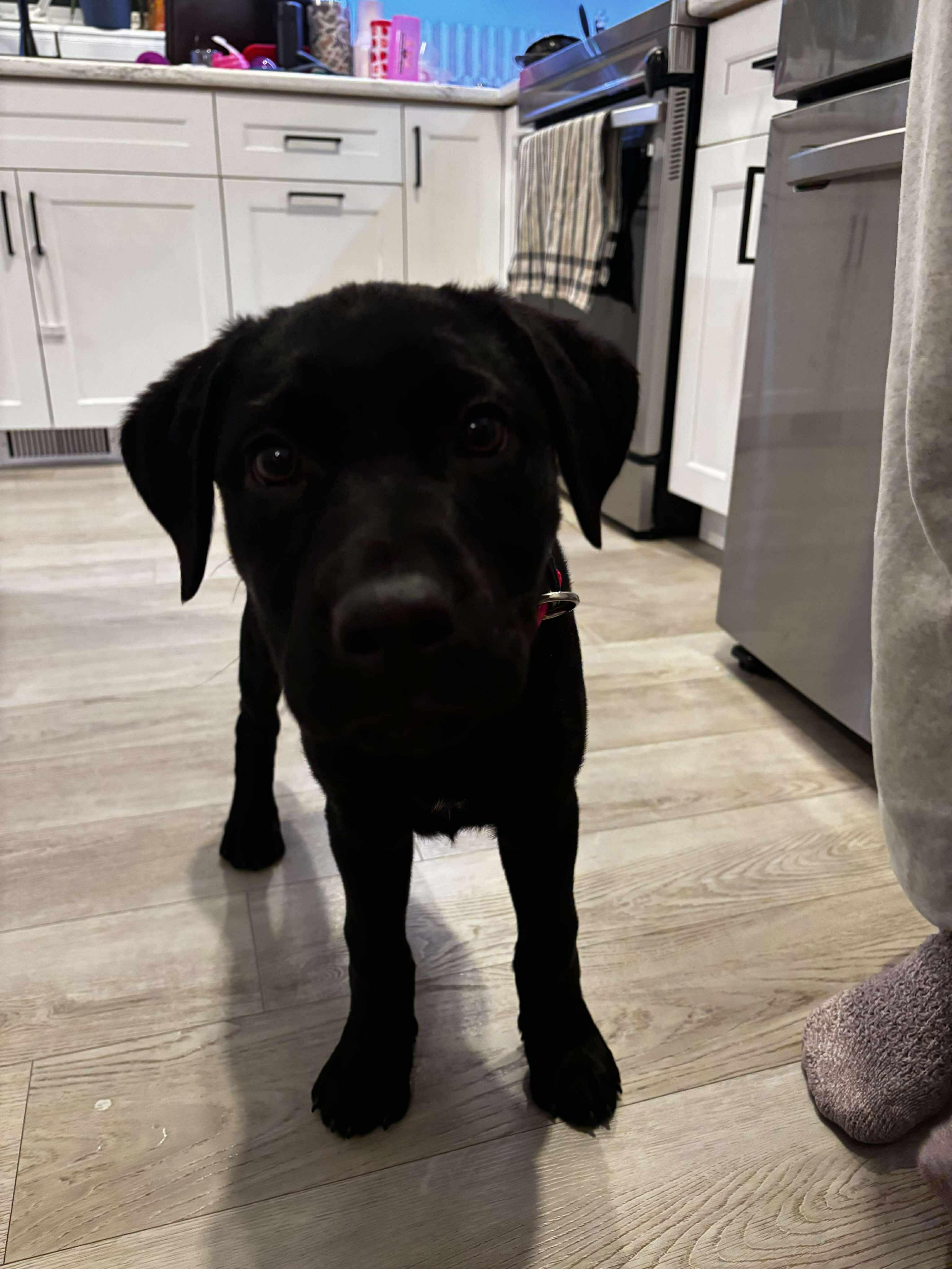 Enlarge Cinder, an adopted mixed breed in Winnipeg, MB image 1/6