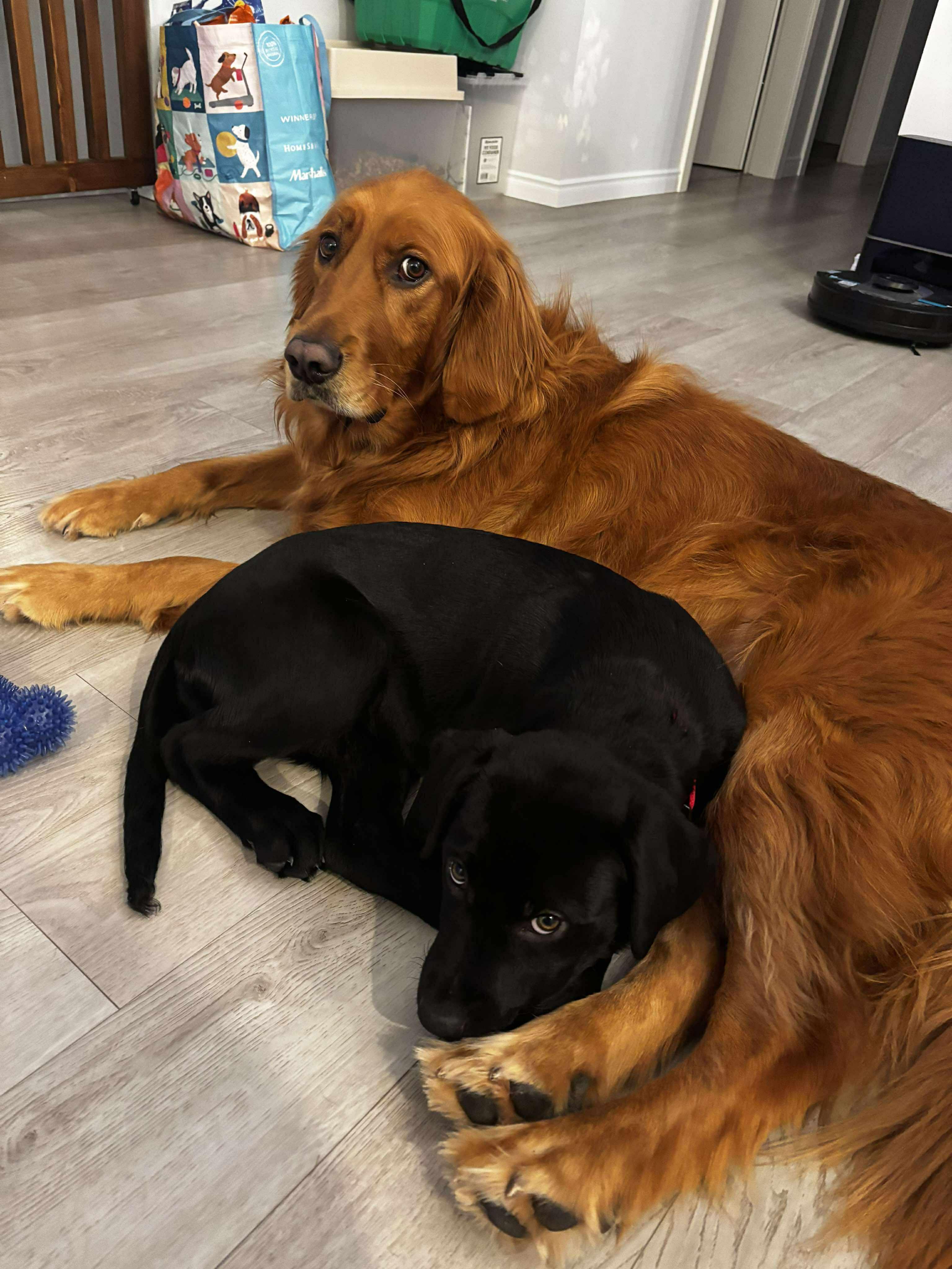 Enlarge Cinder, an adopted mixed breed in Winnipeg, MB image 4/6