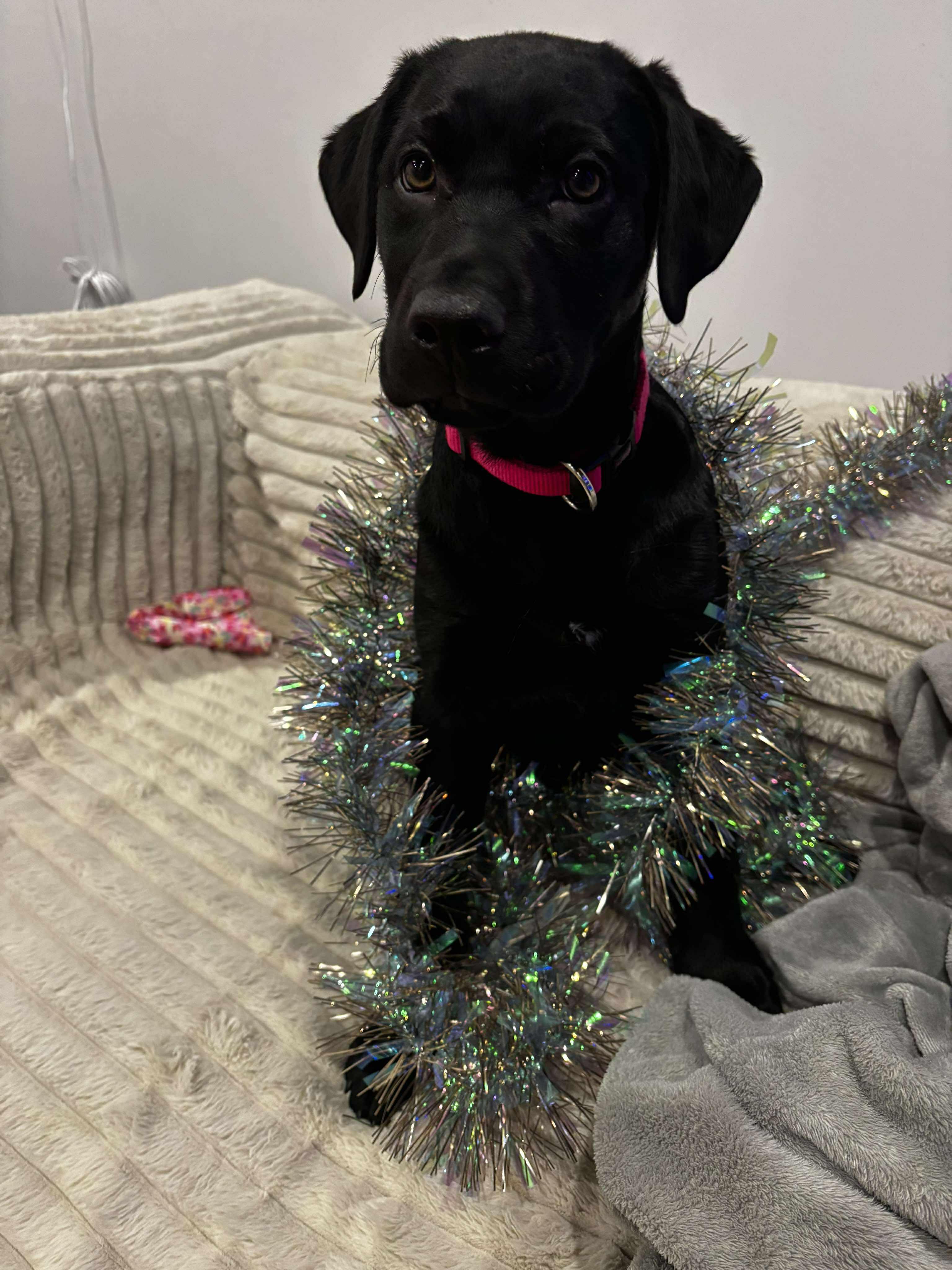 Enlarge Cinder, an adopted mixed breed in Winnipeg, MB image 2/6