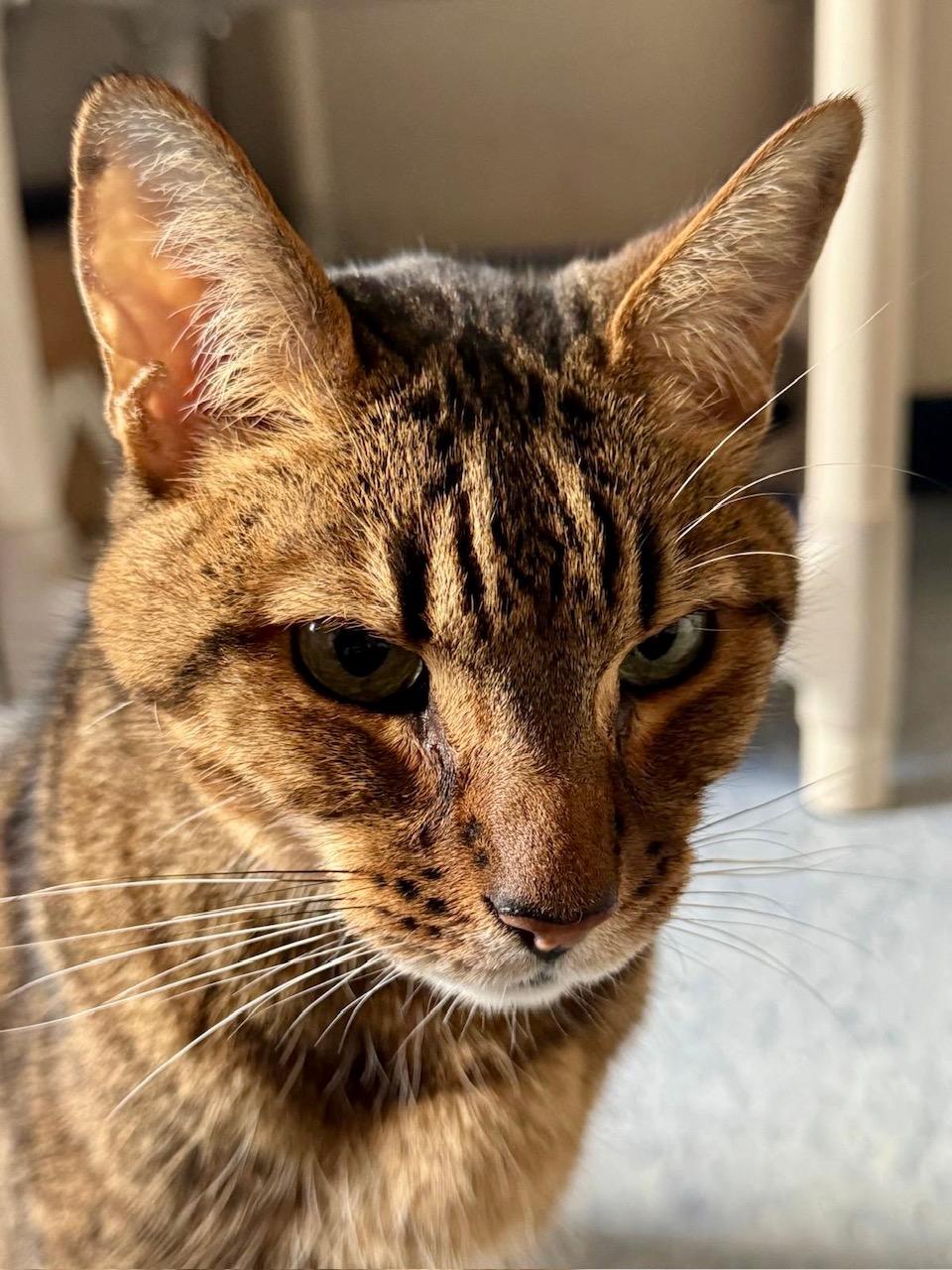 Enlarge Tonto, a Adoptable Bengal in Everett, ON image 2/6