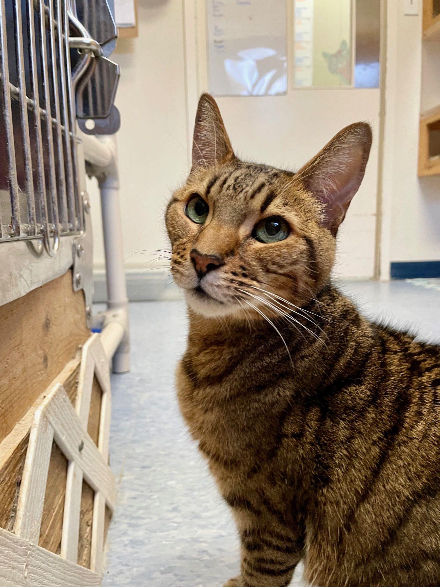 Tonto, Adoptable, Senior Male Bengal.