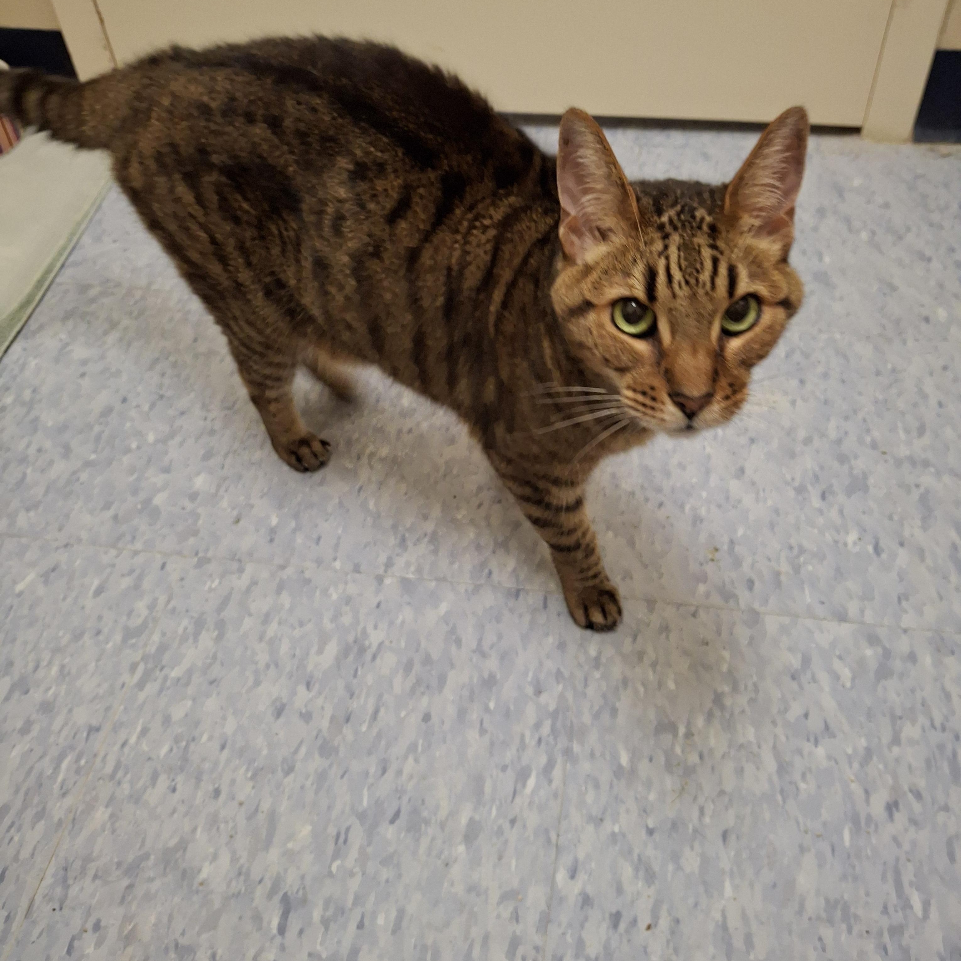 Tonto, Senior Male unknown