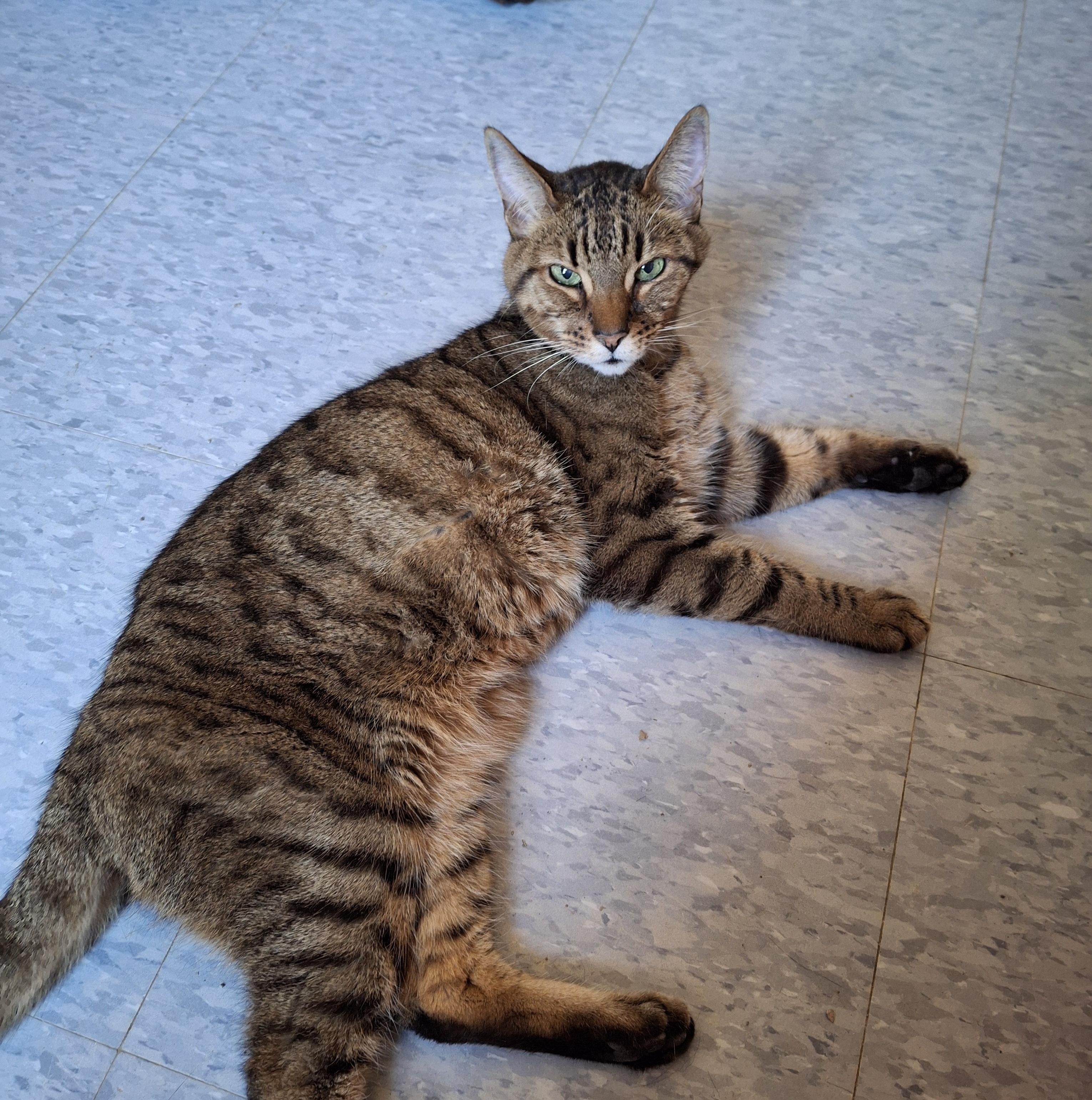 Enlarge Tonto, a Adoptable Bengal in Everett, ON image 3/6