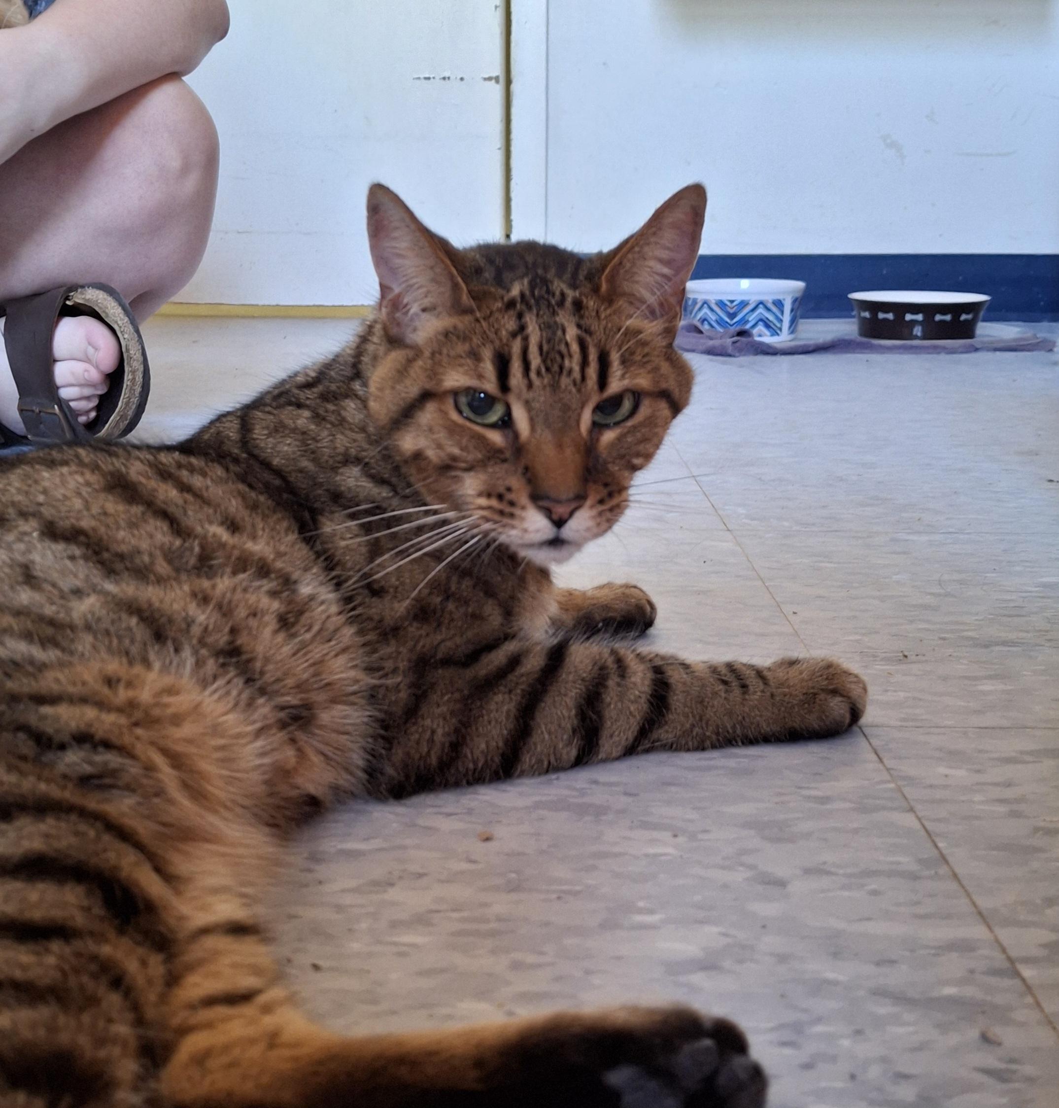 Enlarge Tonto, a Adoptable Bengal in Everett, ON image 4/6