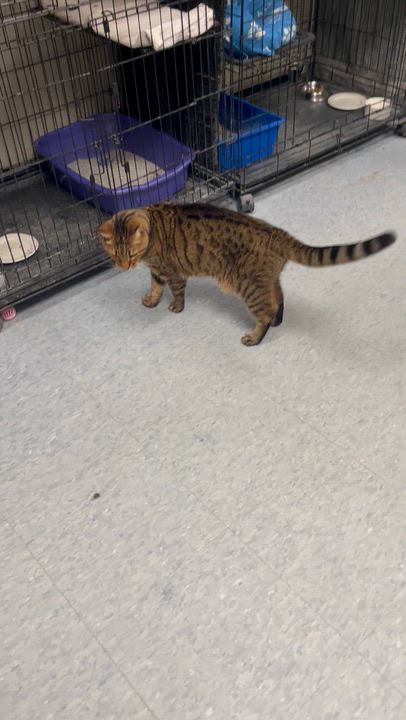 Enlarge Tonto, a Adoptable Bengal in Everett, ON video 6/6