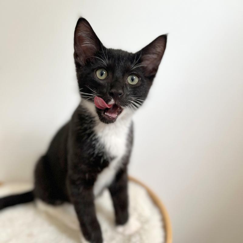 Honey & Buns, a Adoptable Domestic Short Hair in New York, NY image 4/5