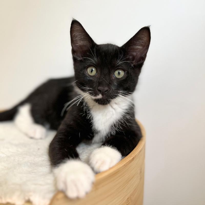 Honey & Buns, a Adoptable Domestic Short Hair in New York, NY image 2/5