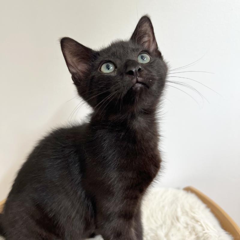 Honey & Buns, a Adoptable Domestic Short Hair in New York, NY image 3/5